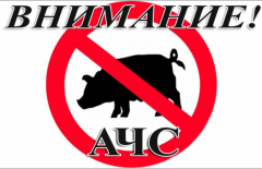 ВНИМАНИЕ! АФРИКАНСКАЯ ЧУМА СВИНЕЙ.