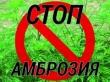 ВНИМАНИЕ – АМБРОЗИЯ ПОЛЫННОЛИСТНАЯ! ВНИМАНИЕ – АМБРОЗИЯ ПОЛЫННОЛИСТНАЯ!