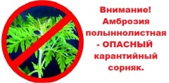 Южное межрегиональное управление Россельхознадзора призывает всех включиться в борьбу с амброзией полыннолистной