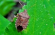 В Краснодарском крае выявлен опасный карантинный вредитель коричнево-мраморный клоп.